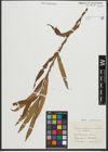 Foto von Salix purpurea L. x Salix viminalis L.